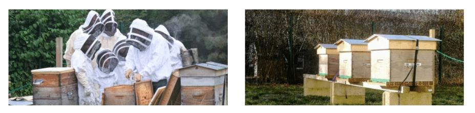 Apiary training and beehives